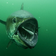Illustration for article titled Terrifying photo of a tuna about to eat its prey